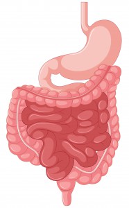 Gut Health - Irritable Bowel Syndrome (IBS)