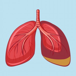 Lungs-